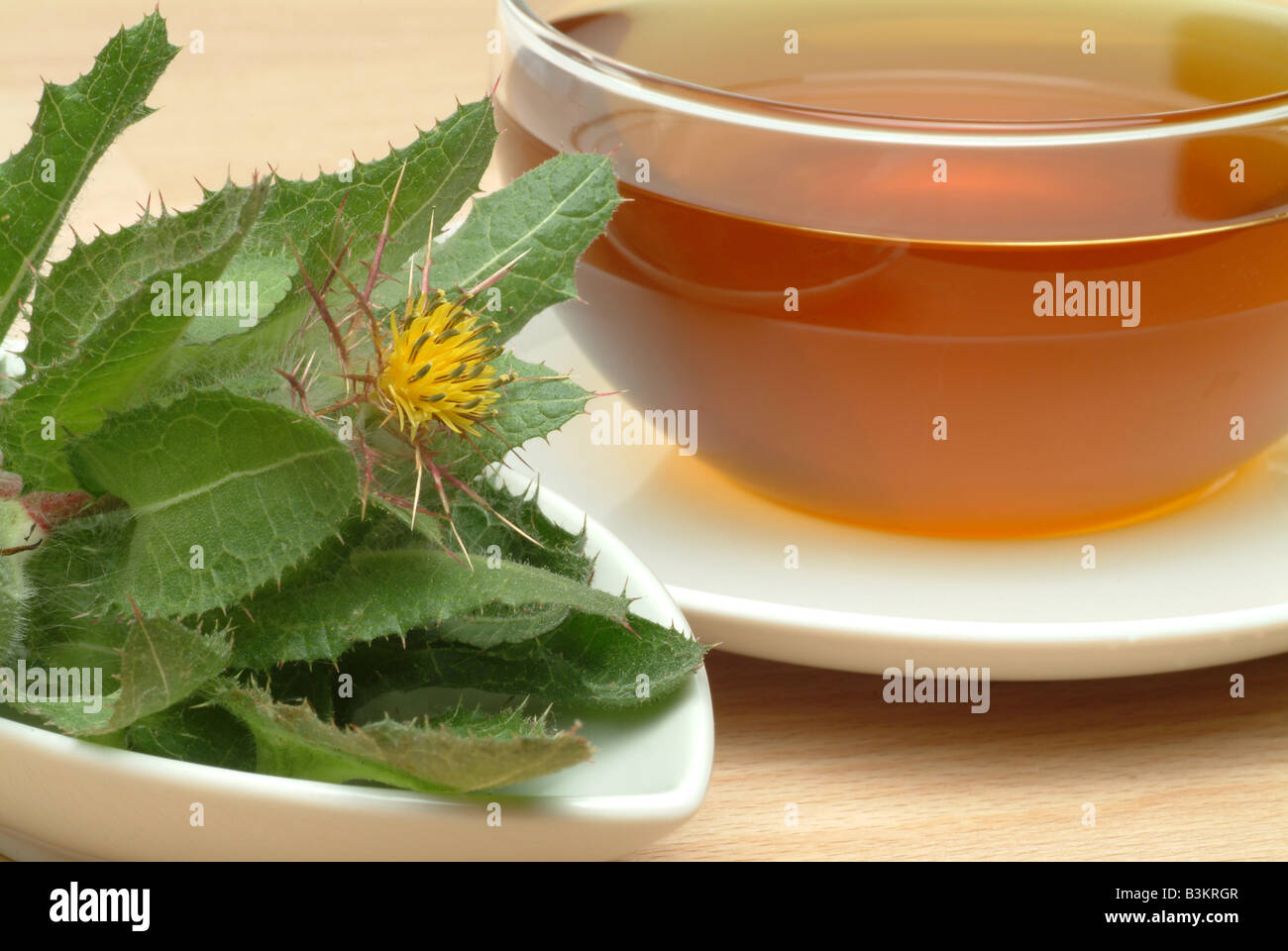 Tisana fatta di pianta medicinale beato thistle thistle cardo Cardo benedetto cnicus Cnicus benedictus carduus calcitrapa lanug Foto Stock