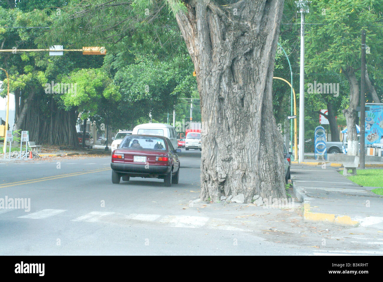 Un grande albero che cresce nel mezzo di una strada in Messico Foto Stock