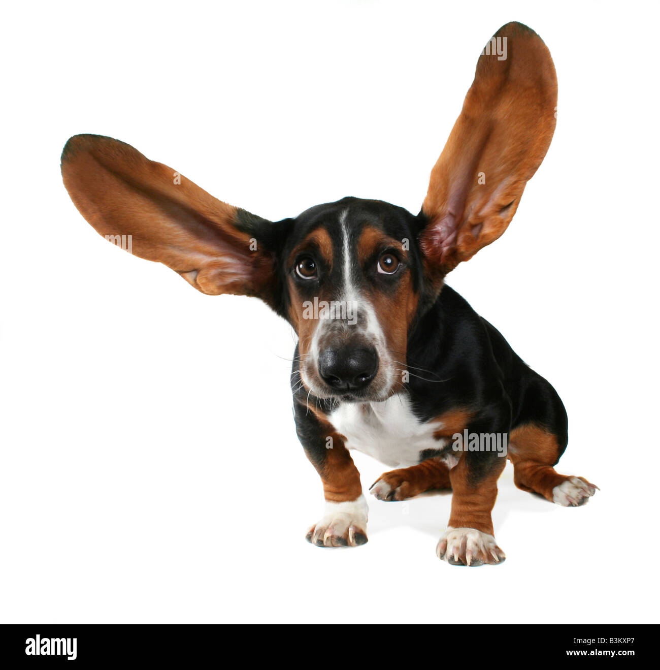 Basset Hound con lunghe orecchie volanti Foto Stock
