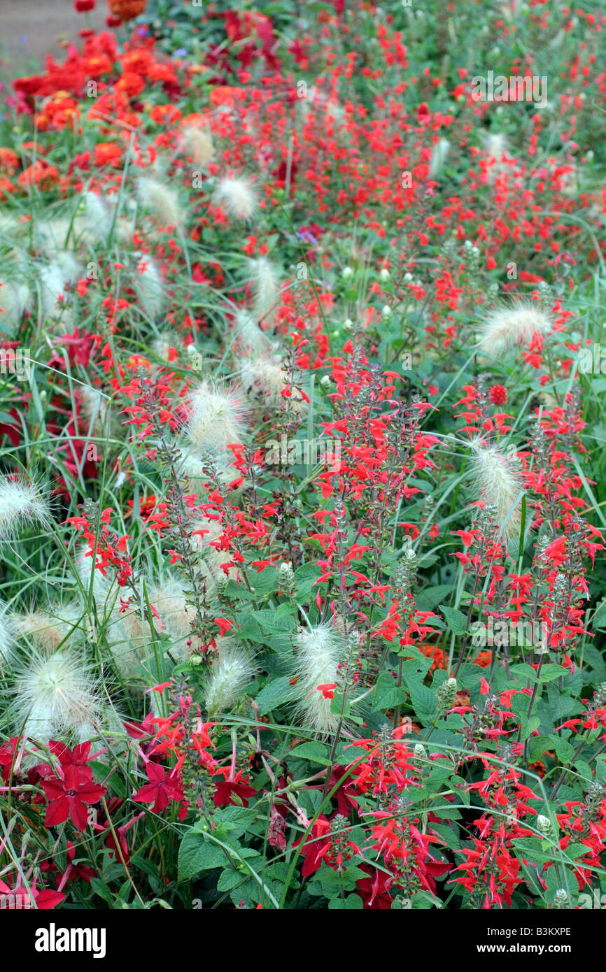 Omaggio COMUNALE IMPIANTI A AMBOISE VALLE DELLA LOIRA UTILIZZANDO PENNISETUM VILLOSUM NICOTIANA x sanderae Piante e salvia COCCINEA Foto Stock