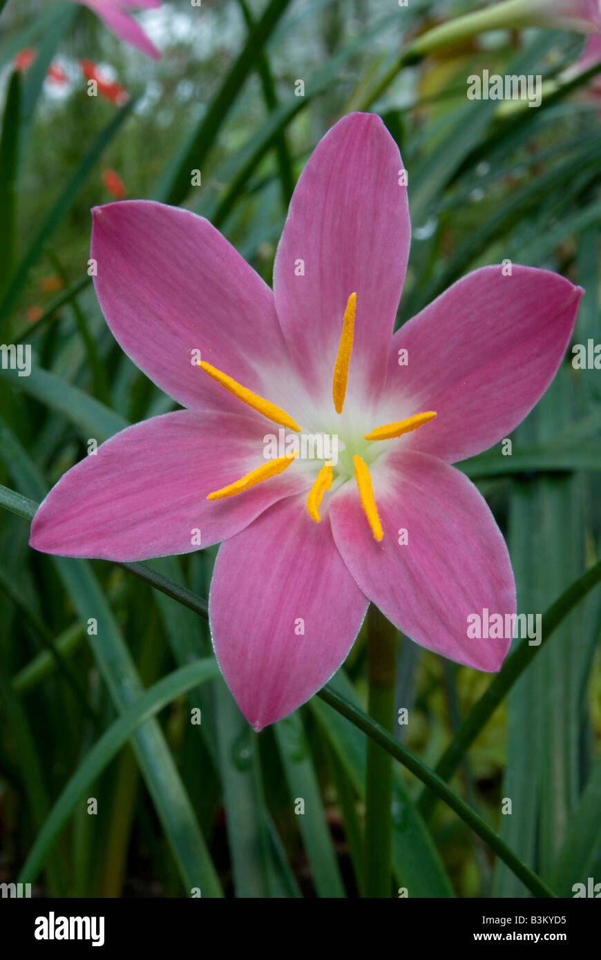 ZEPHYRANTHES CANDIDA, Fata Lily. Foto Stock