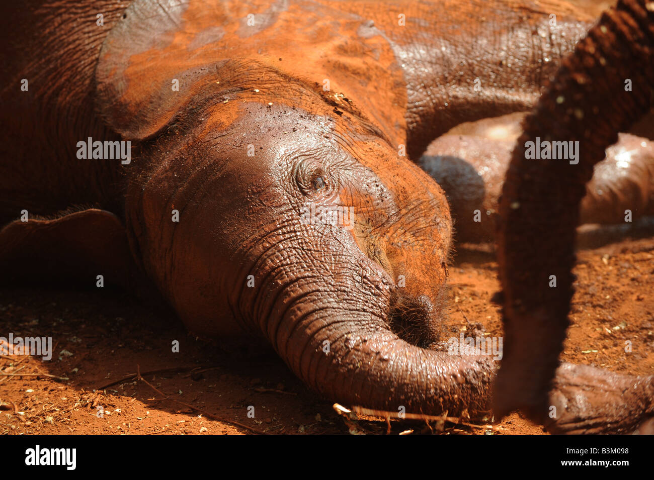 Baby Elefanti a l'Orfanotrofio degli Elefanti in Tsavo National Park Nairobi Kenya Foto Stock