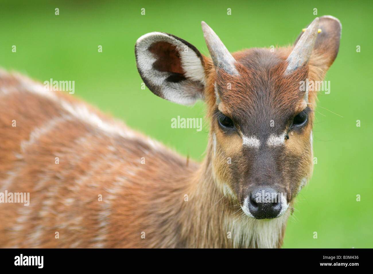 Sitatunga buck maschio Foto Stock