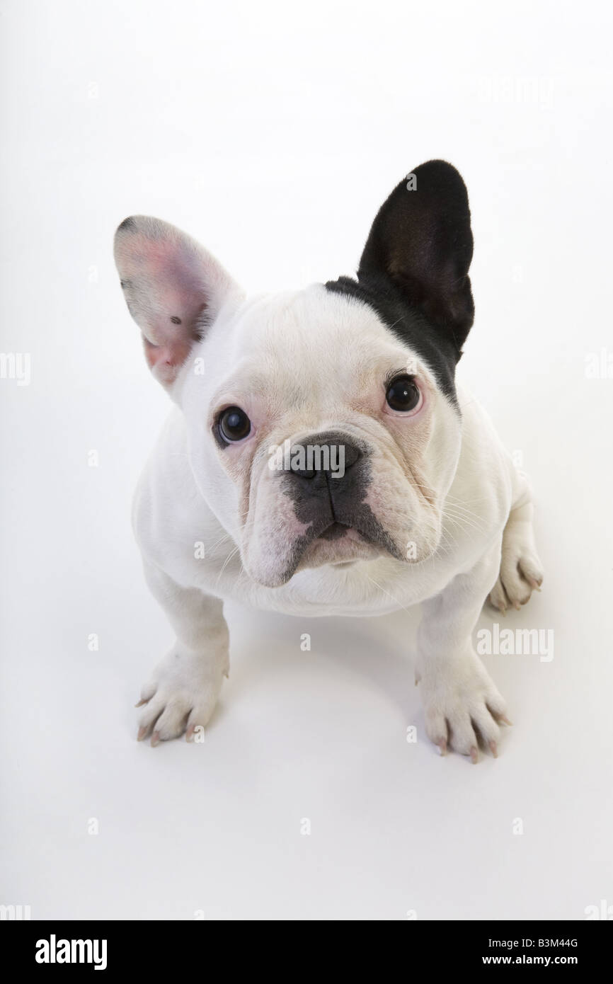 Triste in bianco e nero bulldog francese guardando in alto isolato su  sfondo bianco Foto stock - Alamy
