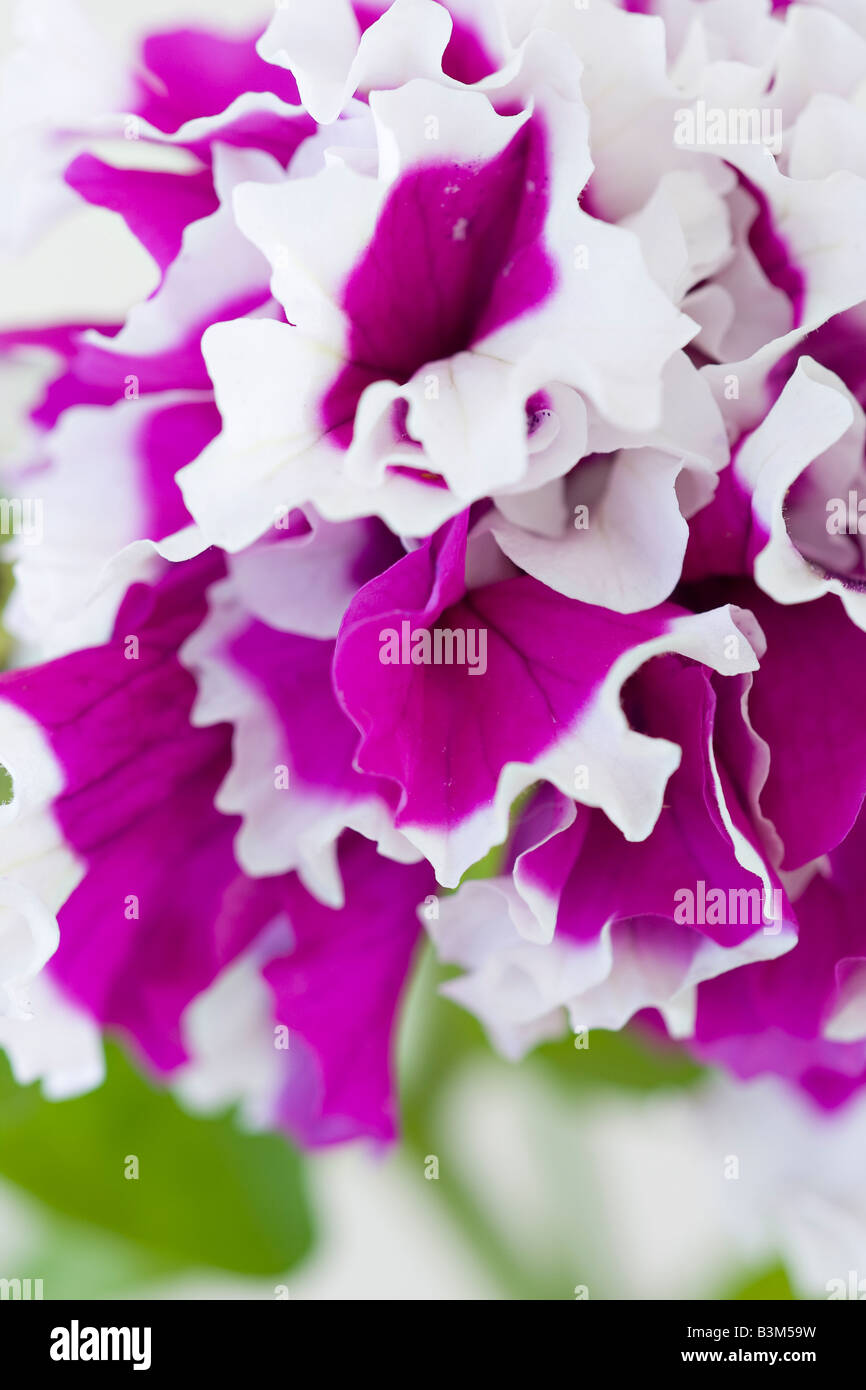 Un primo piano dei petali di una doppia Petunia viola e bianca 'Pirouette viola' F1 fiore Foto Stock