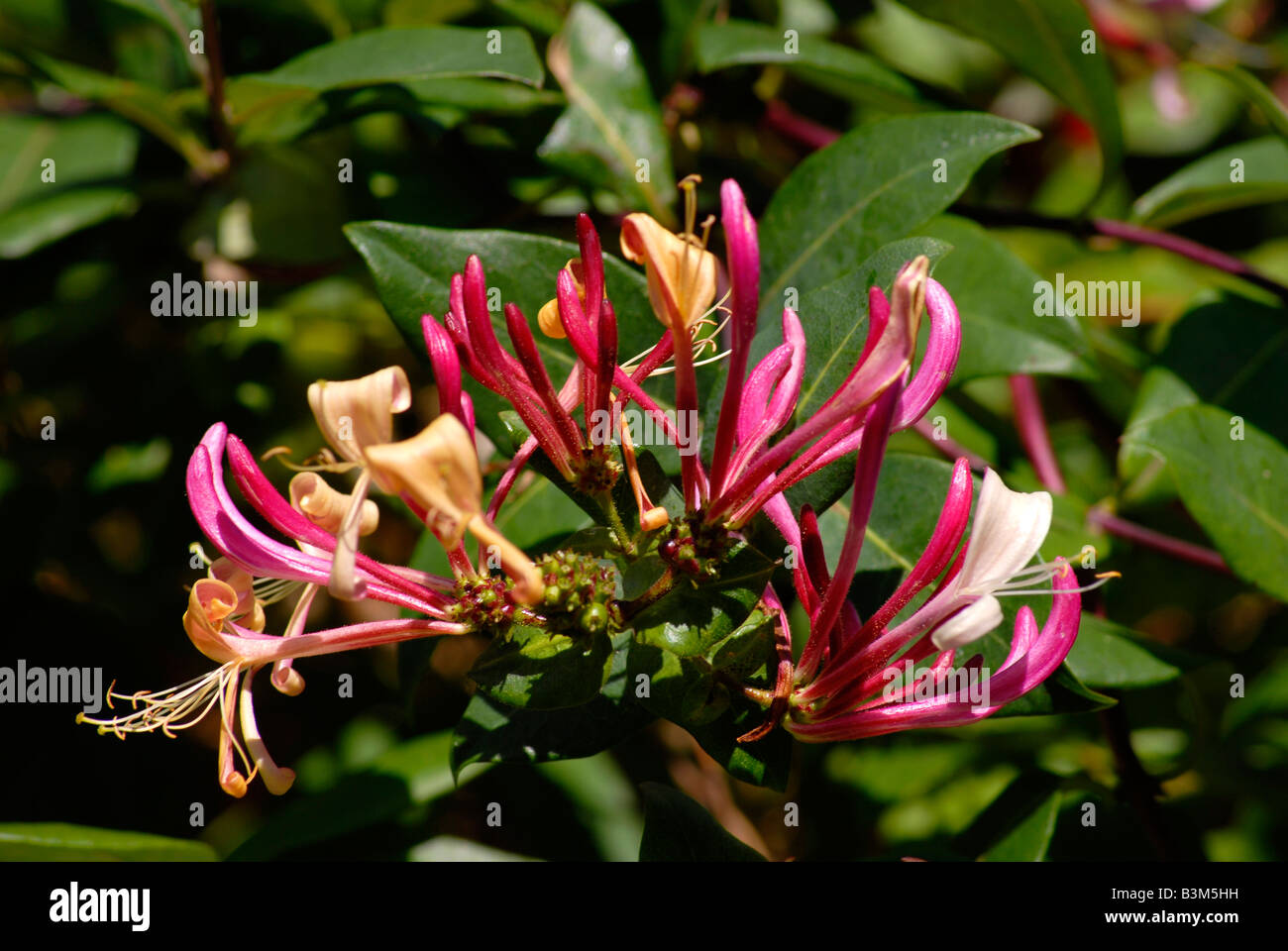 A ventaglio sbocciare dei fiori di caprifoglio, Lonicera Foto Stock