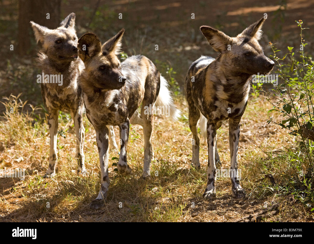 Pack di African cani selvatici (Lycaon pictus), una volta conosciuto anche come Capo Caccia cane, altamente specie in via di estinzione in Sud Africa Foto Stock