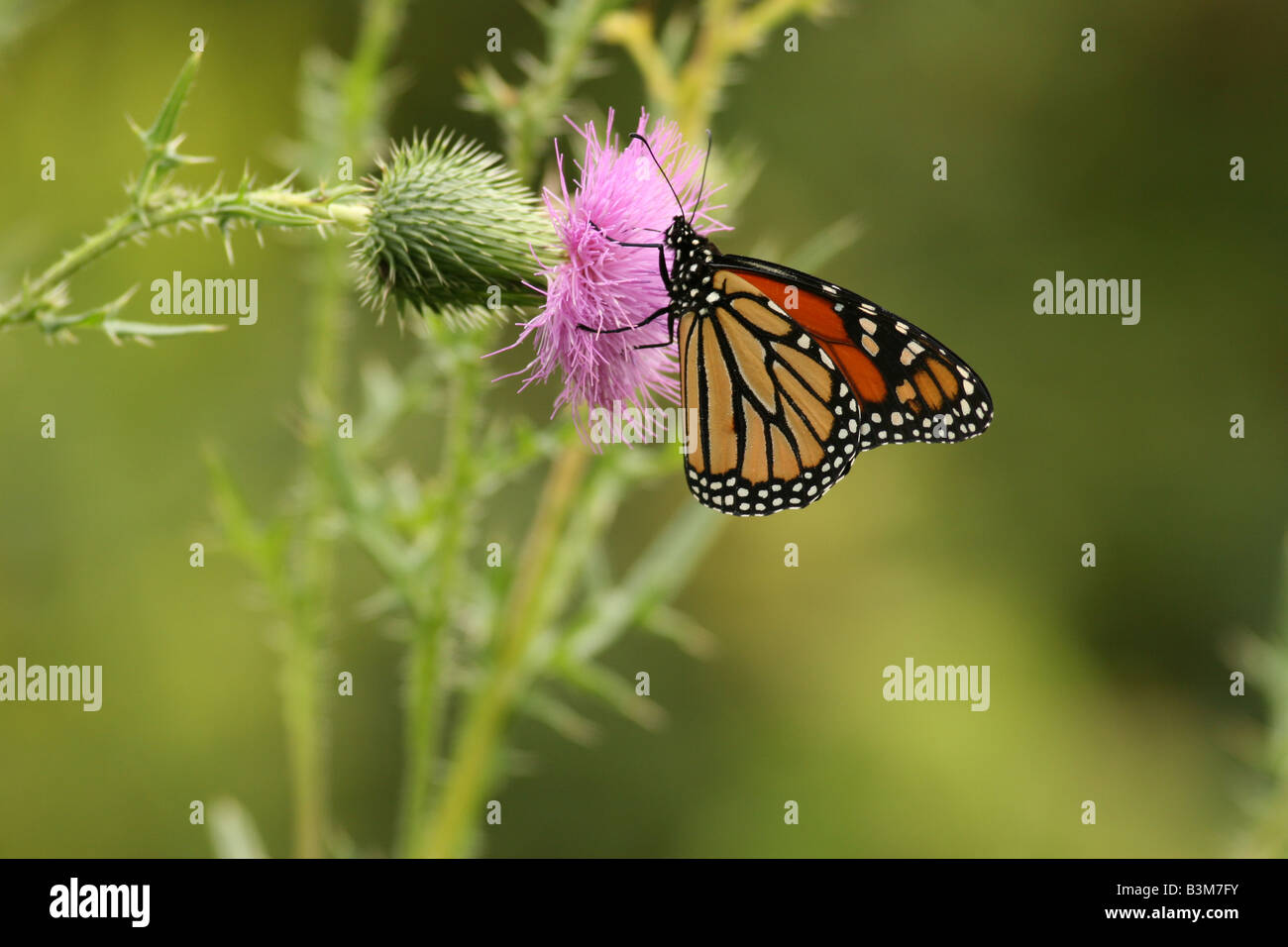 Farfalla monarca sul campo thistle Foto Stock