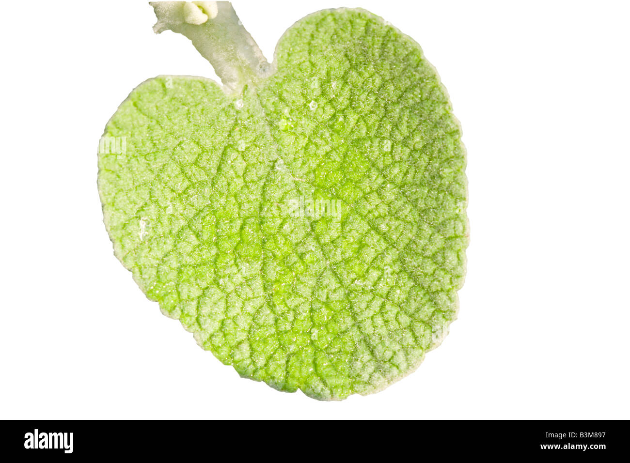 Foglia peloso - superficie ruvida Foto Stock