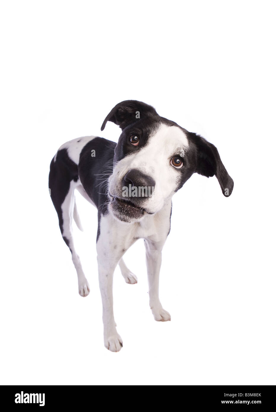 Sorridente in bianco e nero un alano mix cane isolato su sfondo bianco Foto Stock
