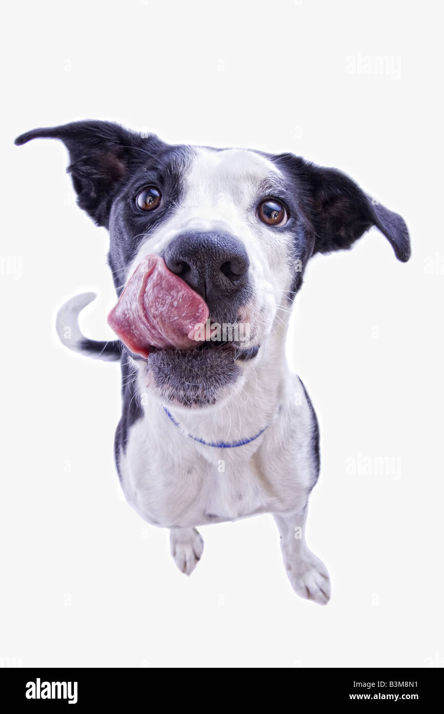 Divertente in bianco e nero un alano mix cane con la lingua di fuori isolati su sfondo bianco Foto Stock