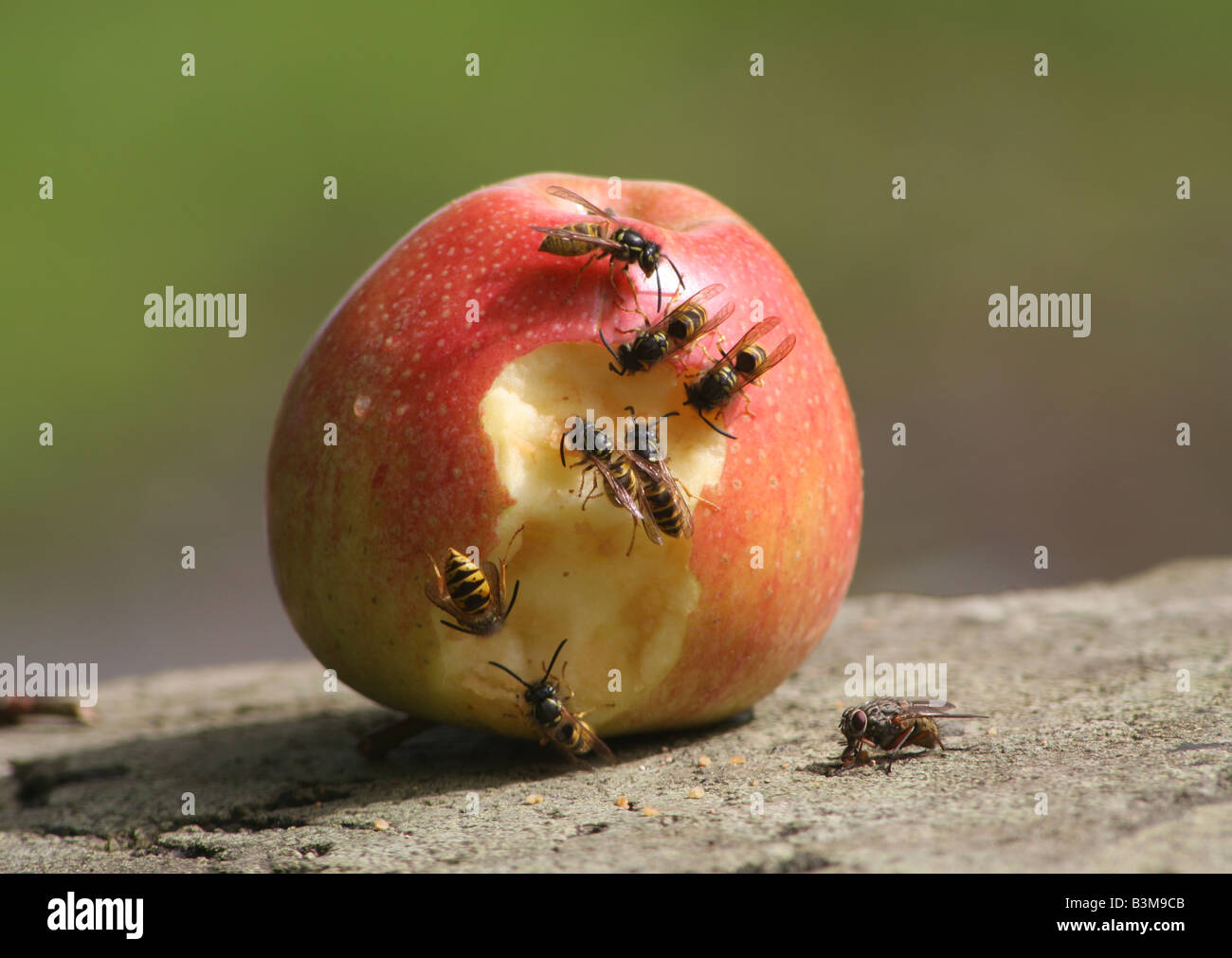 Vespe mangiando un Apple Foto Stock