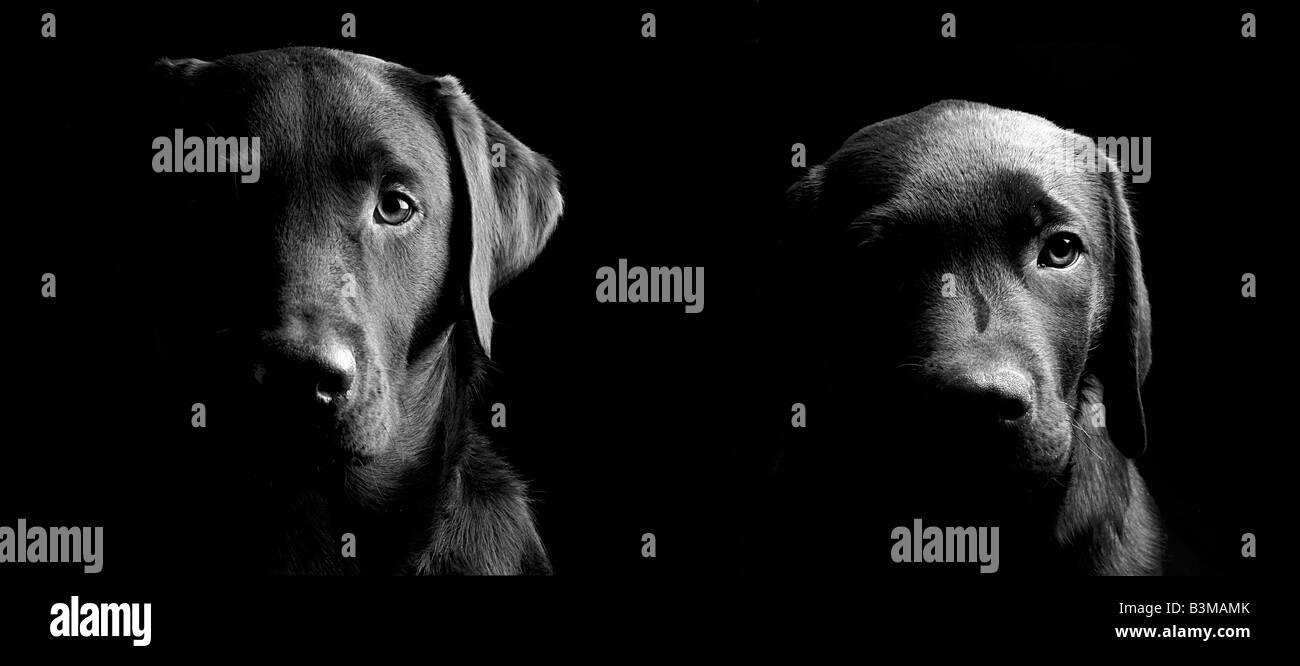 Un bianco e nero colpo di due Labrador Fratelli con solo la metà volti accesi Foto Stock