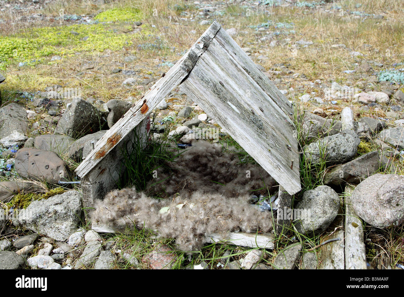 Aiuto di nidificazione per allevamento eiders Foto Stock