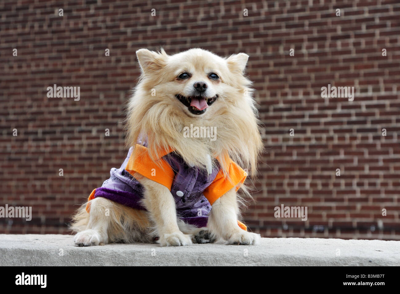 Piccolo Cane solitario in costume di Halloween nel vecchio scuro vicolo urbano Foto Stock