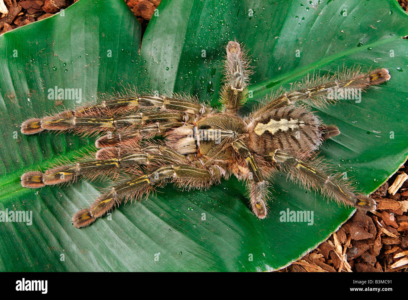 Tarantula sulla lamina / Poecilotheria spec. Foto Stock