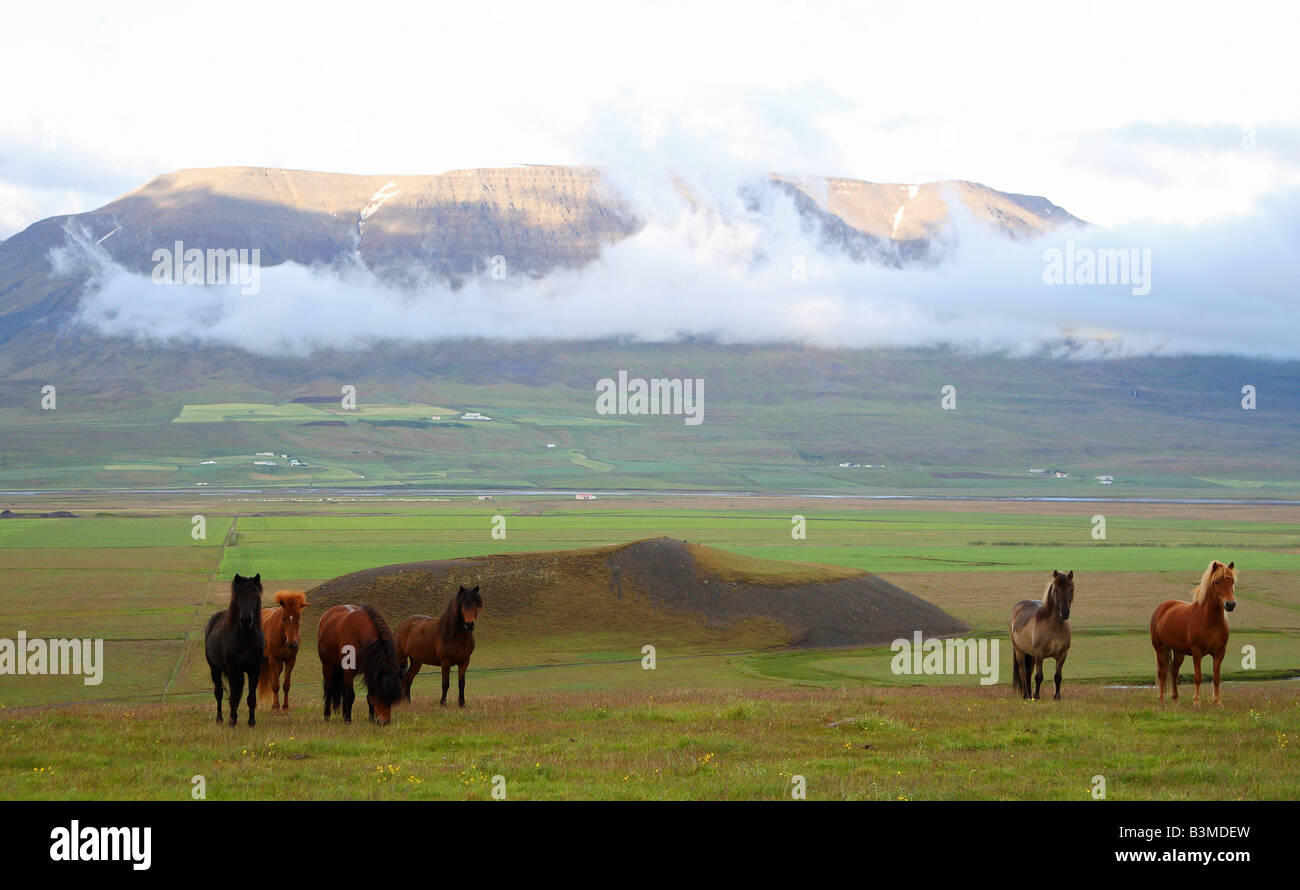 Cavalli islandesi mandria - in piedi sul prato Foto Stock