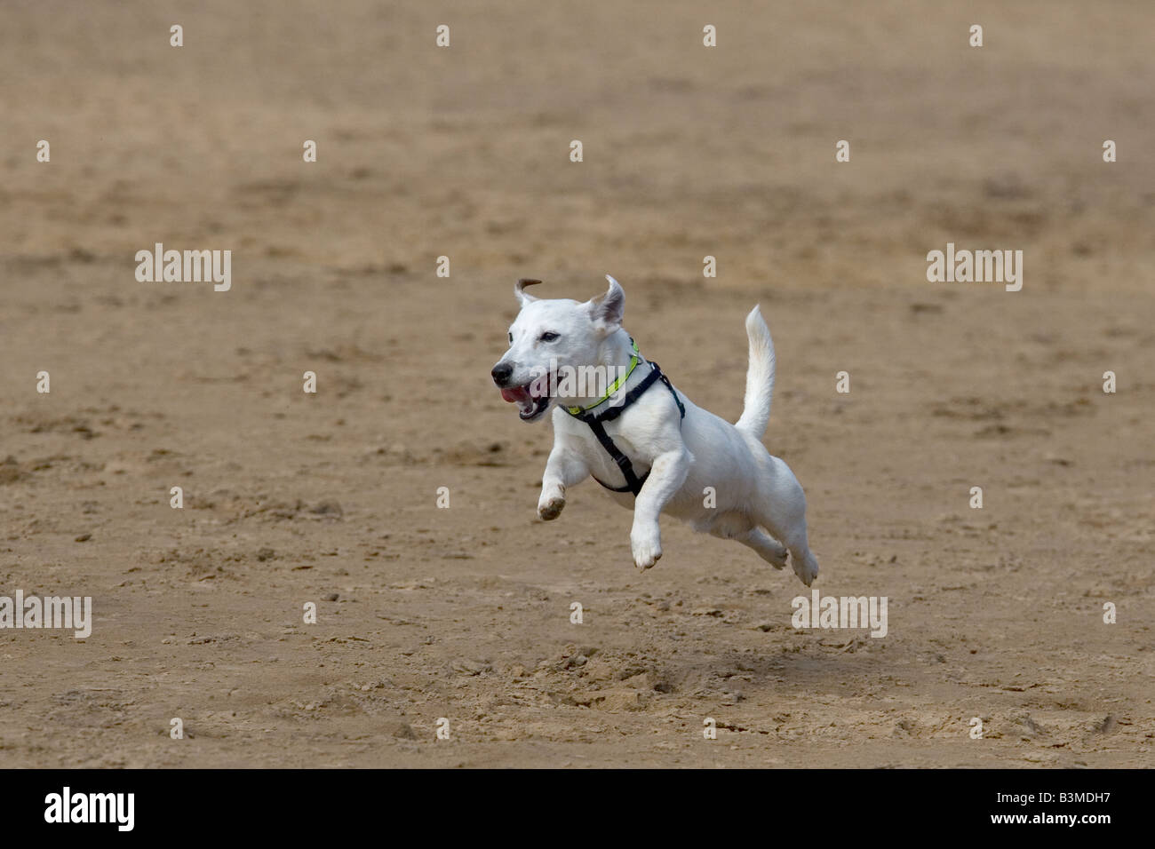 Jack Russell Terrier corre sulla spiaggia di Cromer sulla costa nord del Norfolk Foto Stock