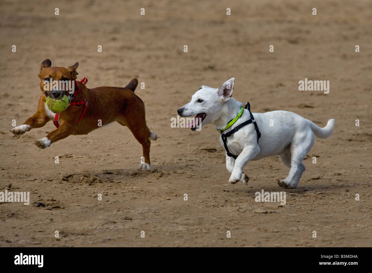 Jack Russell Terrier giocando sulla spiaggia NORFOLK REGNO UNITO Foto Stock