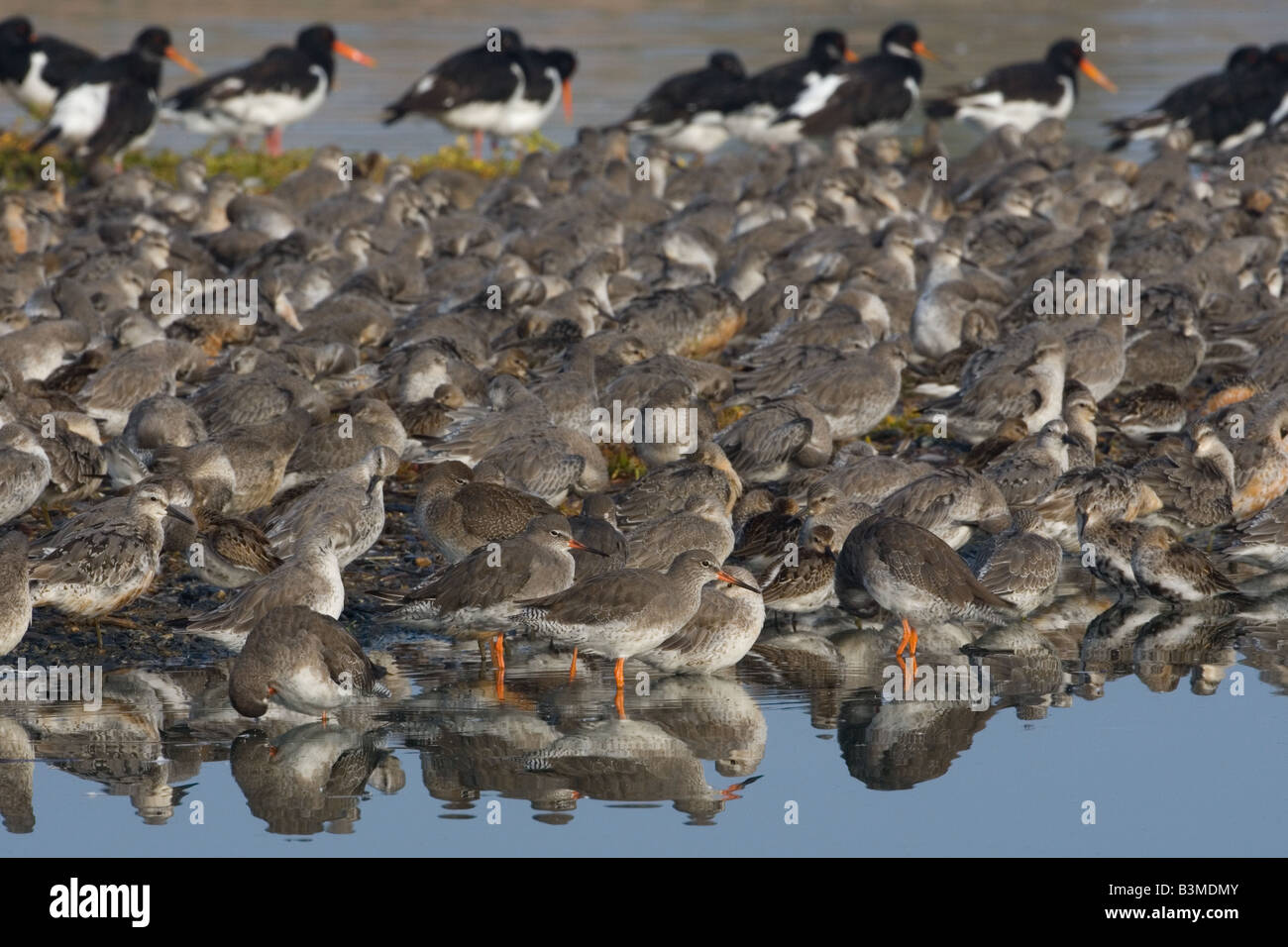 Nodo canutus Caldris Redshank Tringa totanus e Oyster Catturatori un gruppo ad alta marea roost AutumnThe lavare NORFOLK REGNO UNITO Foto Stock