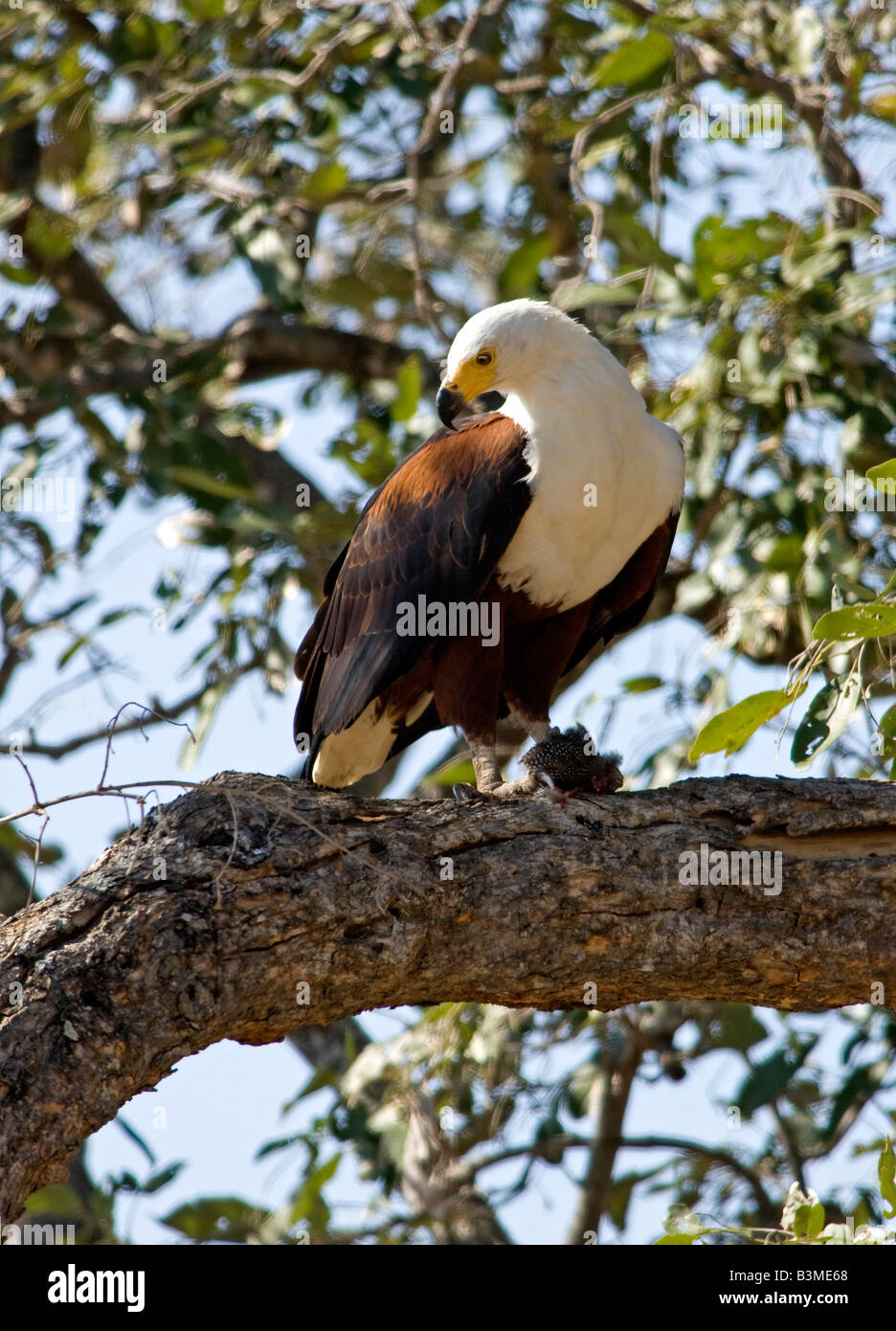 African Fish Eagle (Haliaeetus vocifer) mangiare preda di un faraone Helmeted (Numida meleagris) nella struttura ad albero, Kruger Park South Africa. Foto Stock