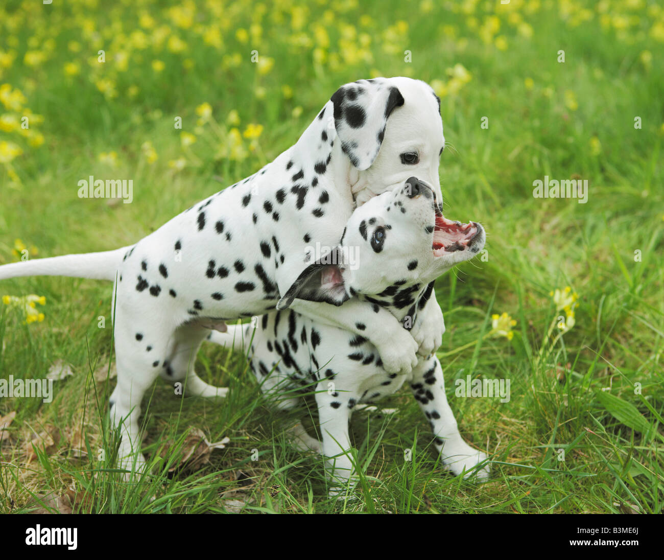 Cane dalmata. Due Cuccioli giocando su un prato Foto Stock