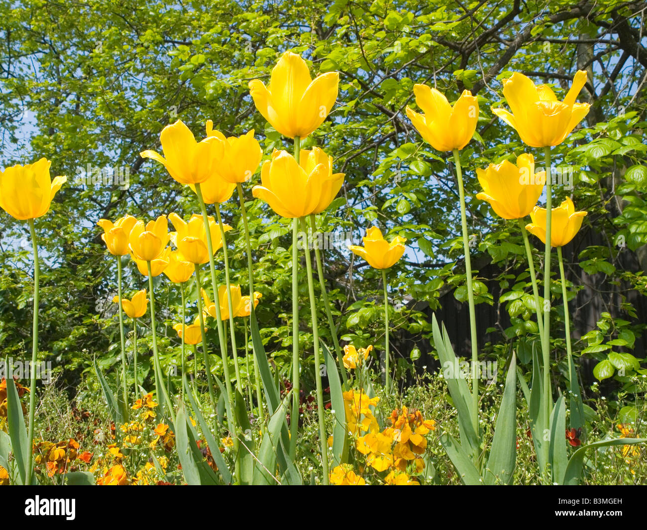 Close up della graziosa e colorata molla gialla tulipani tulipa fiori. Foto Stock