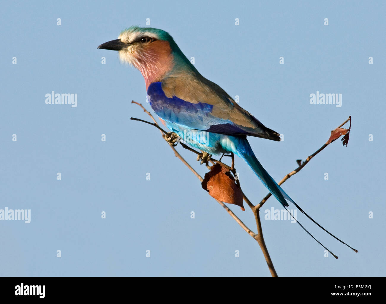 Lilla-breasted rullo, Coracias caudataus, sull albero nel Parco Nazionale di Kruger, Sud Africa. Foto Stock