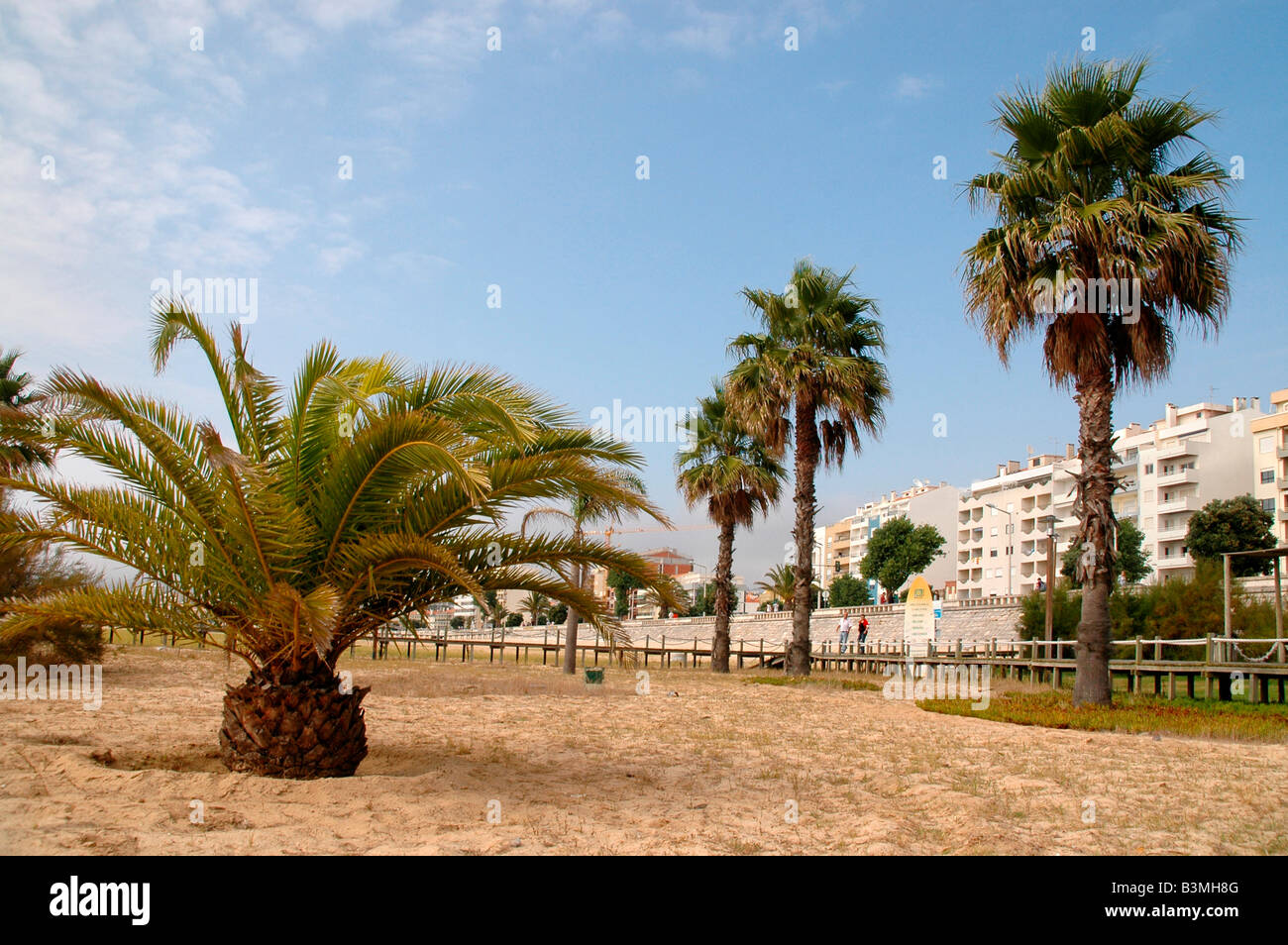 Il lungomare della città di Figueira da Foz,Portogallo, incorniciato da palme in spiaggia di sabbia Foto Stock