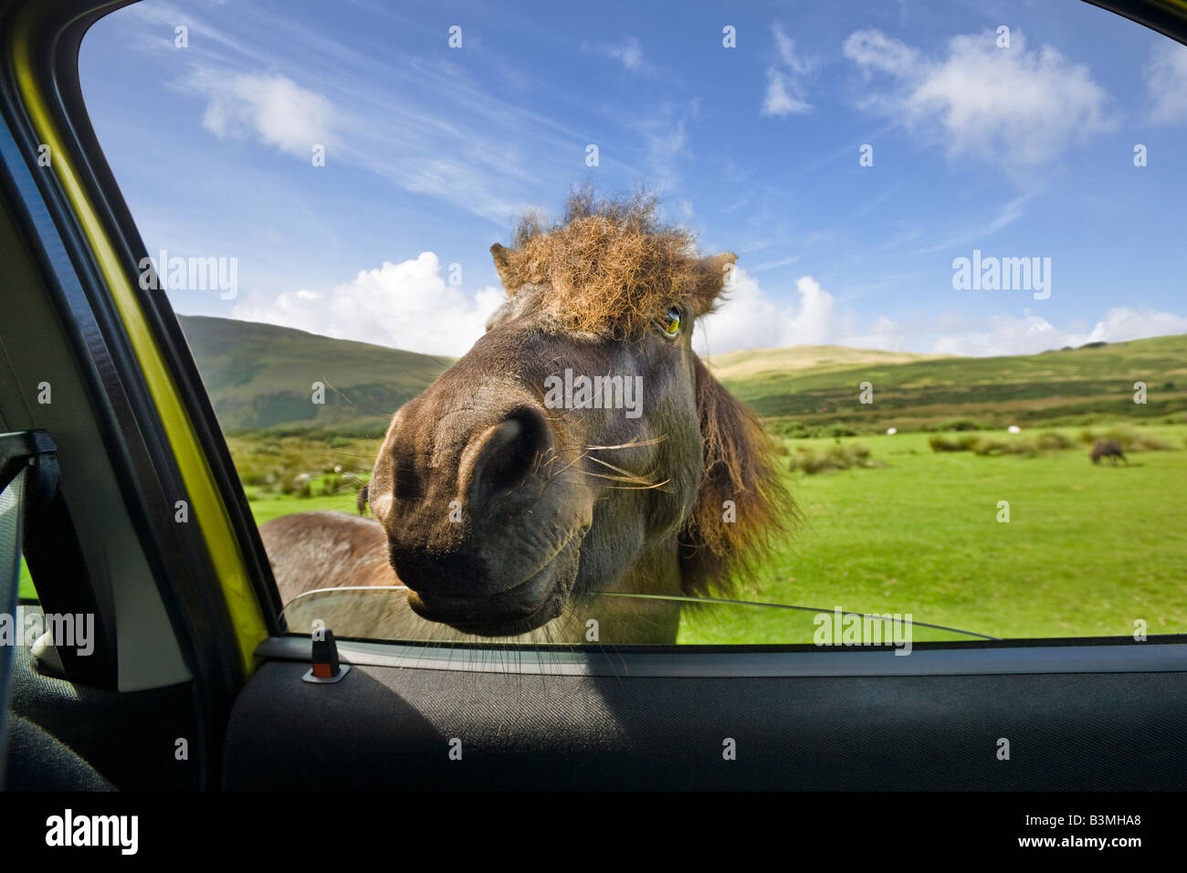 Wild Pony dà un'occhiata più da vicino all'interno di un'auto Cumbria, Inghilterra, Regno Unito Foto Stock