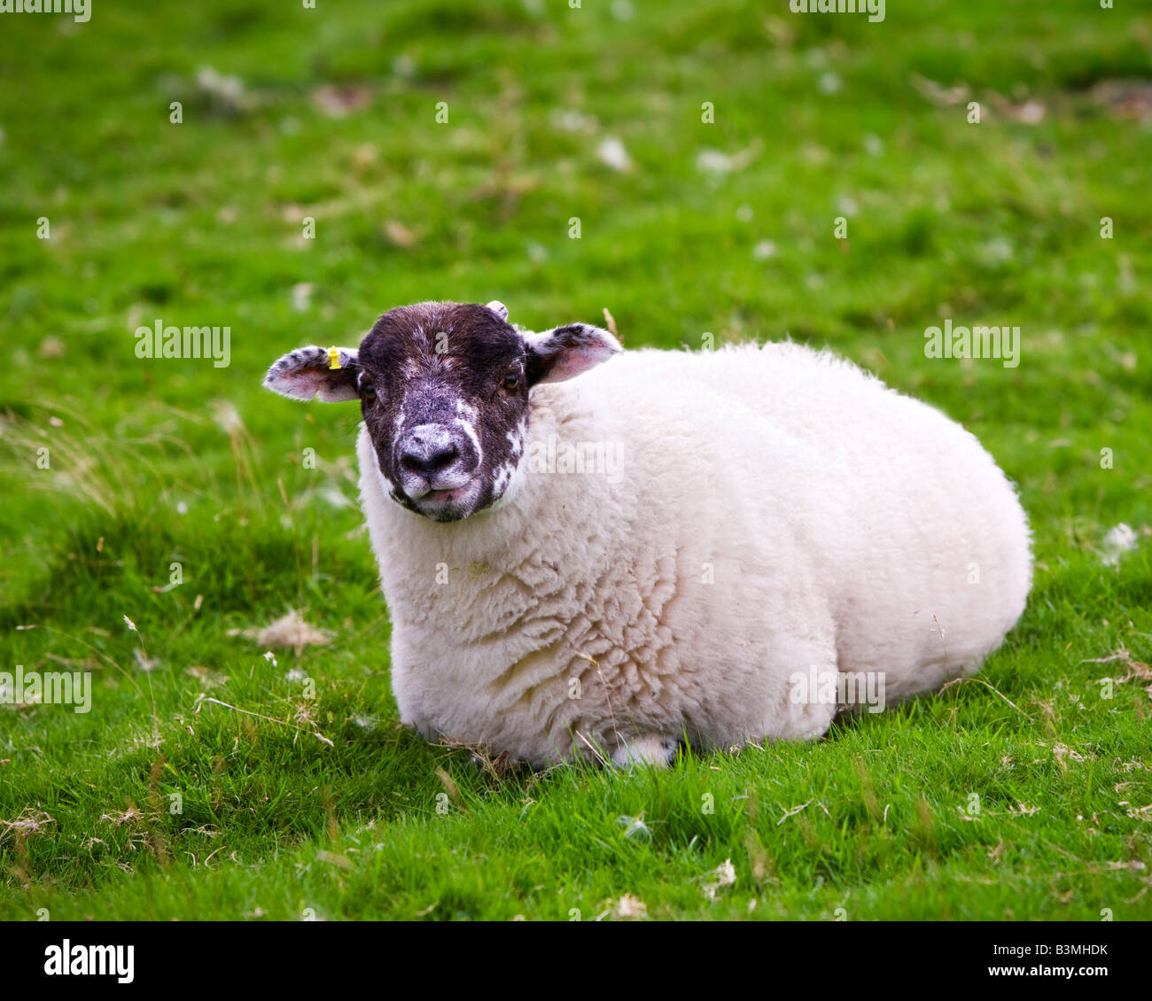 Giovani Swaledale yearling pecora sdraiati sull'erba Cumbria Inghilterra England Regno Unito Foto Stock