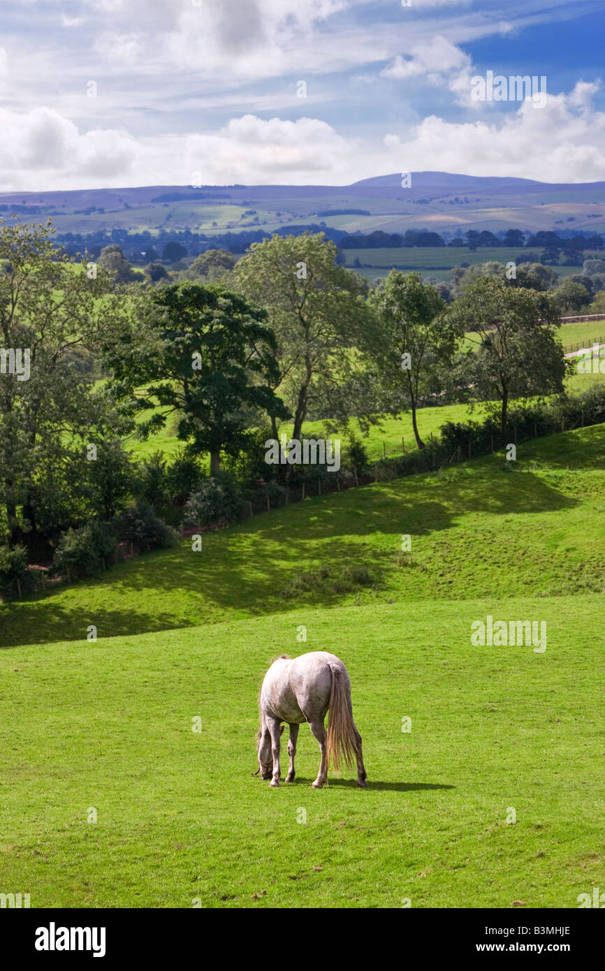 Campagna Teesdale guardando verso il confine con il North Yorkshire, Inghilterra, Regno Unito Foto Stock
