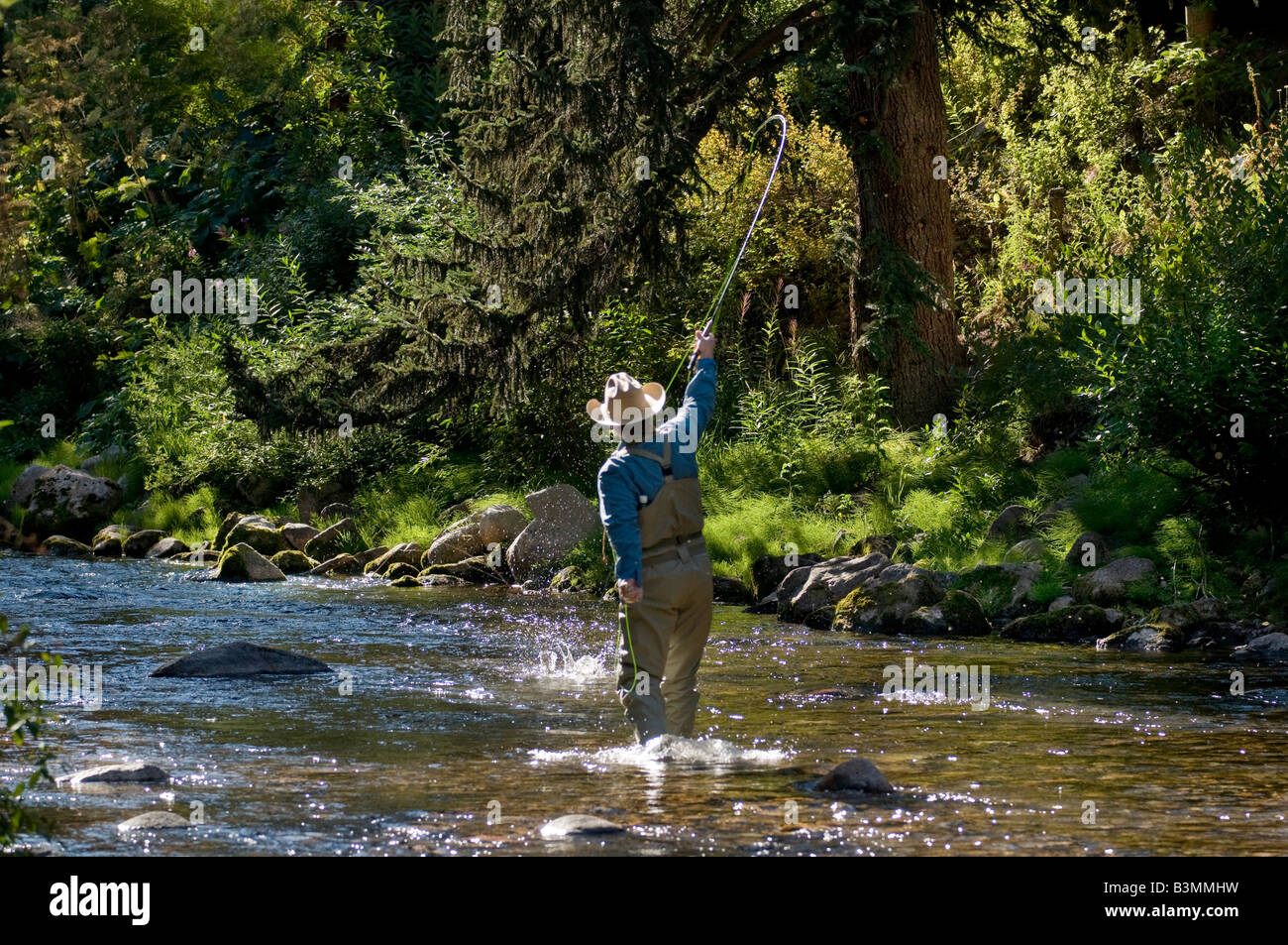 Residente locale volare i pesci per la pesca alla trota, le catture e rilascia un arcobaleno su Gore Creek, Vail Colorado in agosto. Foto Stock