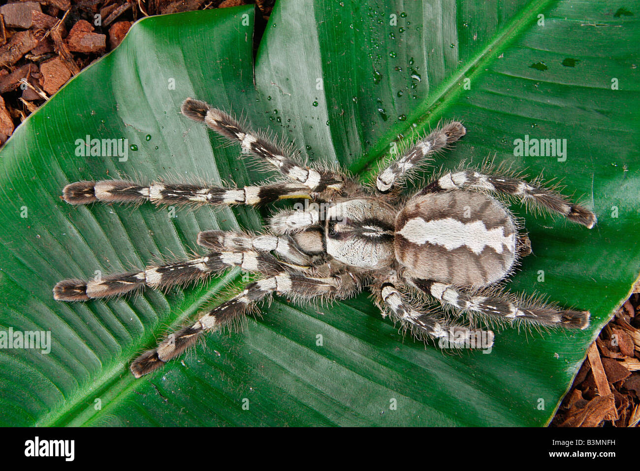 Tarantula sulla lamina / Poecilotheria spec. Foto Stock