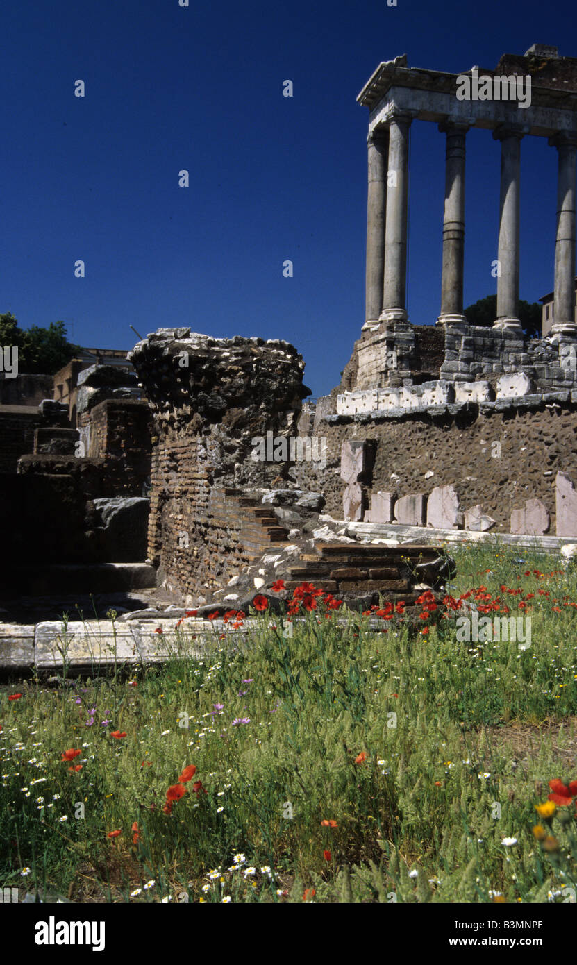 Italia Roma fiori selvatici crescente tra le antiche rovine del Foro di Roma Foto Stock