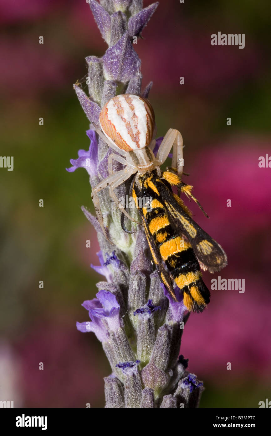 Ragno granchio Clearwing divorante Moth Peloponneso Grecia Foto Stock