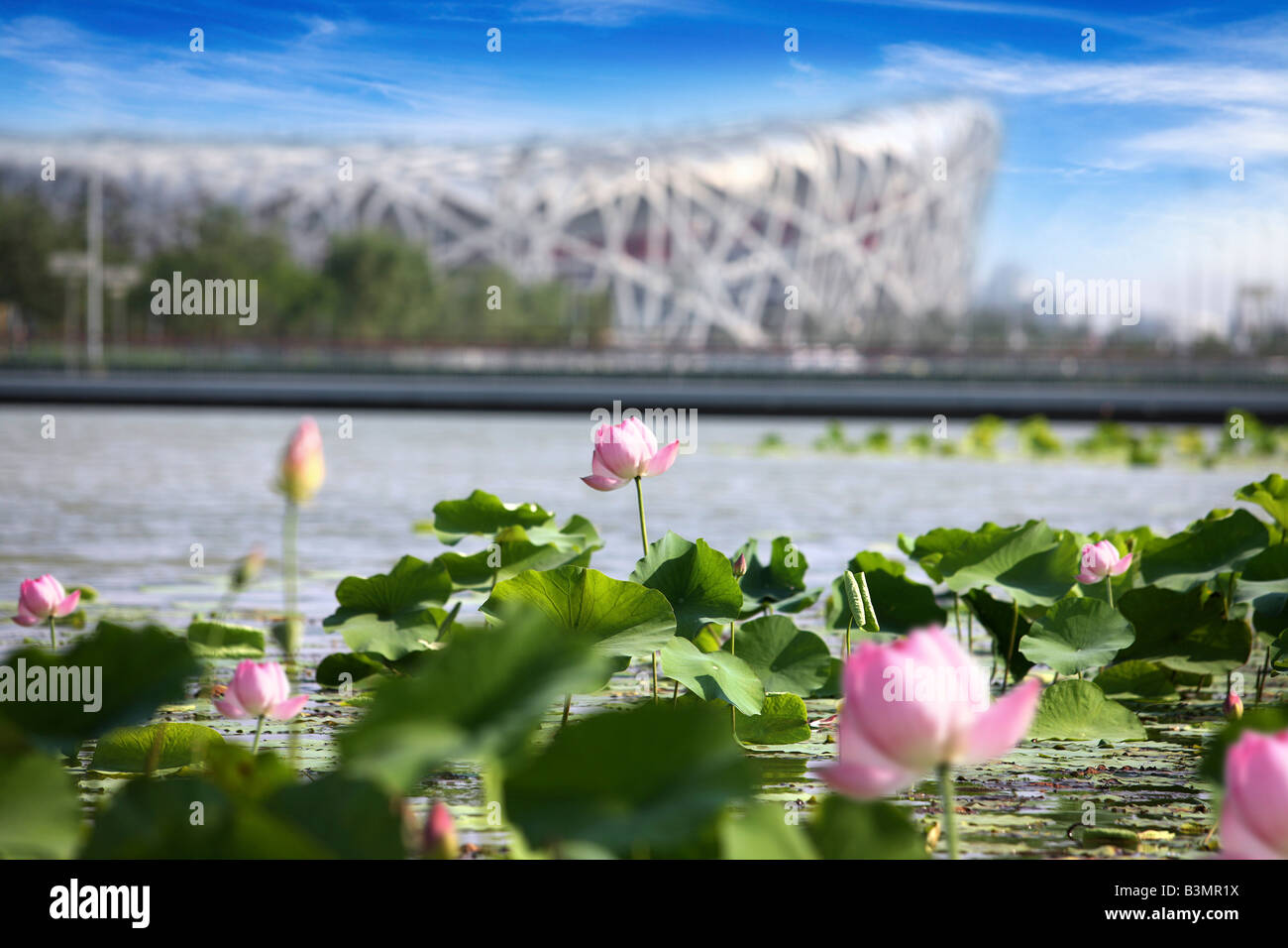 Giglio di acqua vicino allo Stadio Nazionale,Beijing, Cina Foto Stock