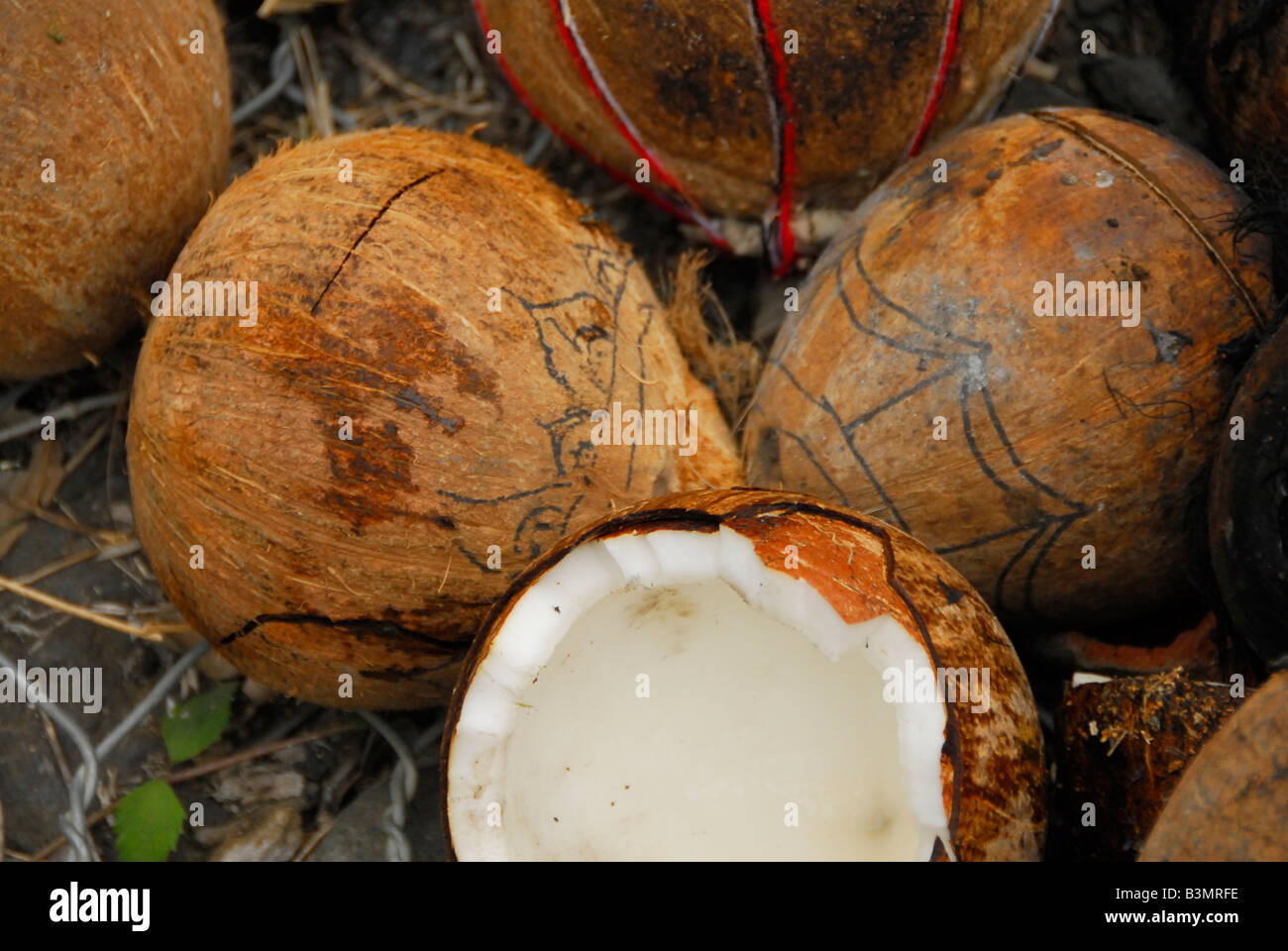 Noci di cocco fresco , bali , Repubblica di Indonesia Foto Stock