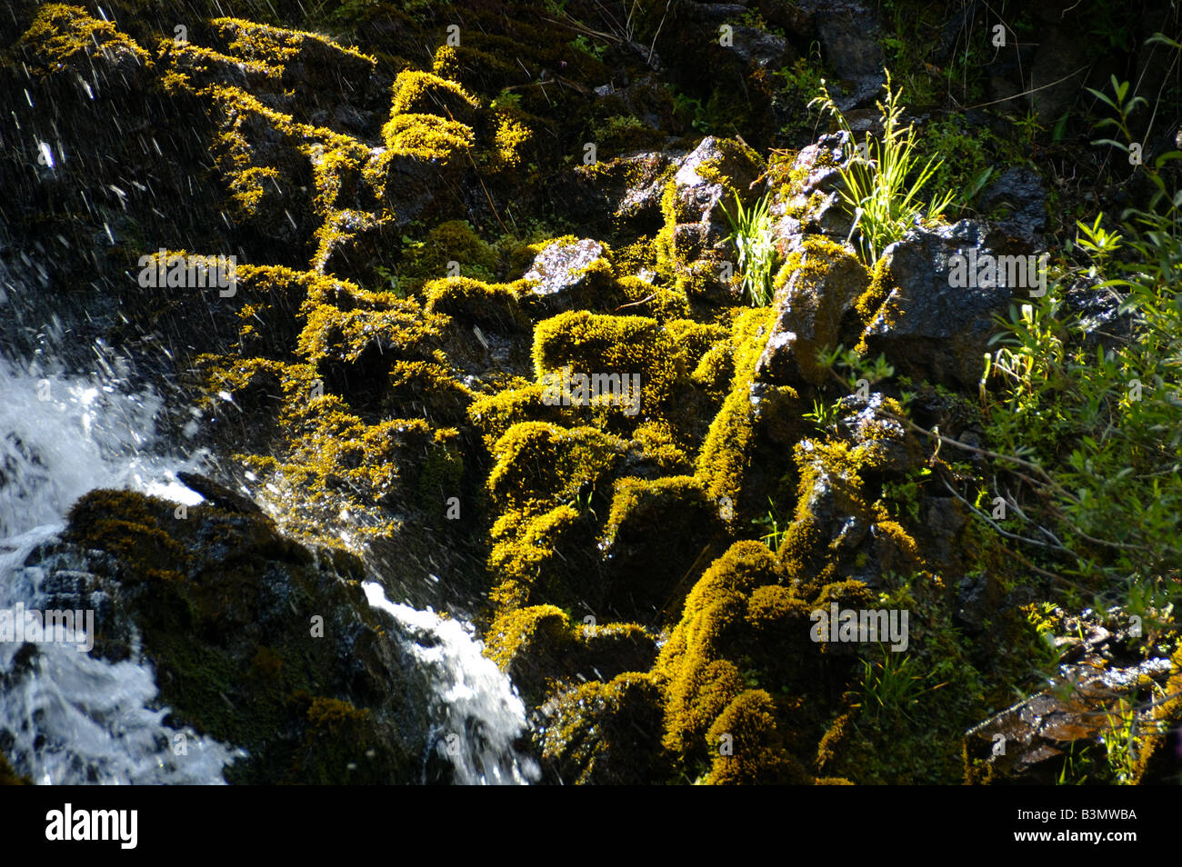 Verde muschio coperto le rocce vulcaniche al Kings Creek Falls. Parco nazionale vulcanico di Lassen, California, Stati Uniti d'America. Foto Stock