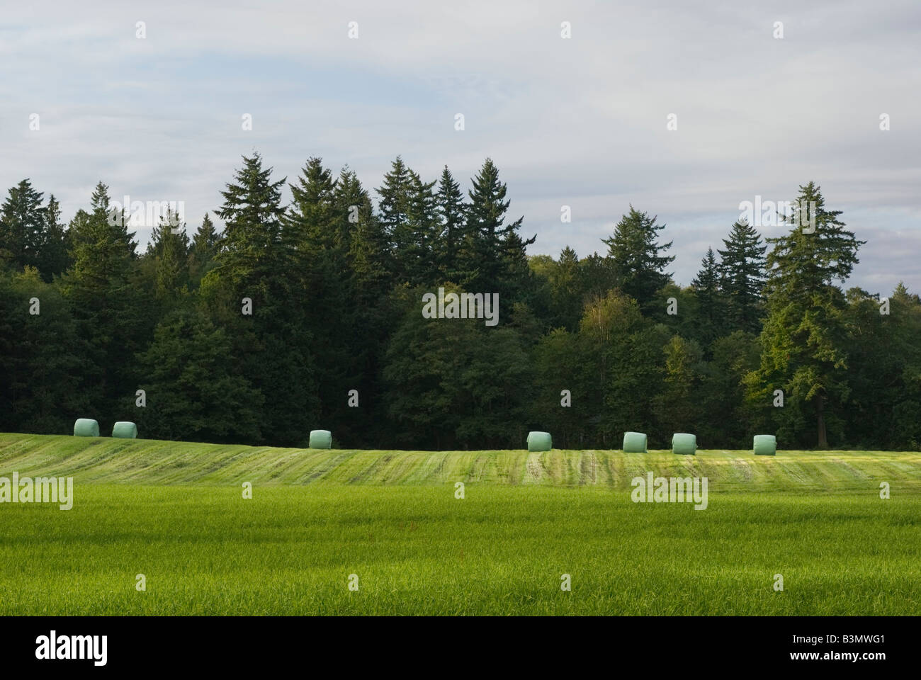Fieno balle di insilato strettamente avvolte in plastica laici in una latteria agricoltore campo s township di Langley della Columbia britannica in Canada Foto Stock