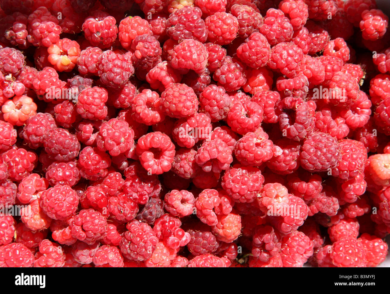 Texture di lampone Foto Stock