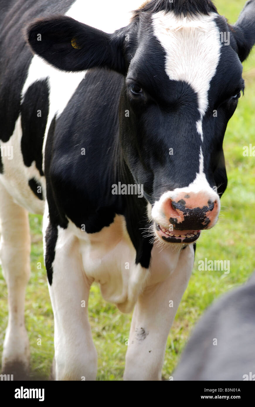 Giovane vacca la masticazione o cudd mooing o è in procinto di mordere gli altri retro!! Foto Stock