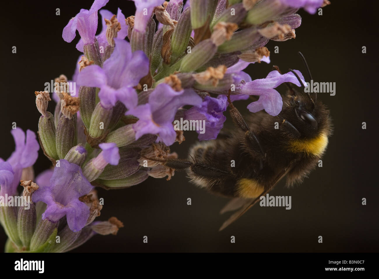 Bumblebee, Bombus Terrestris, visitando la lavanda Foto Stock