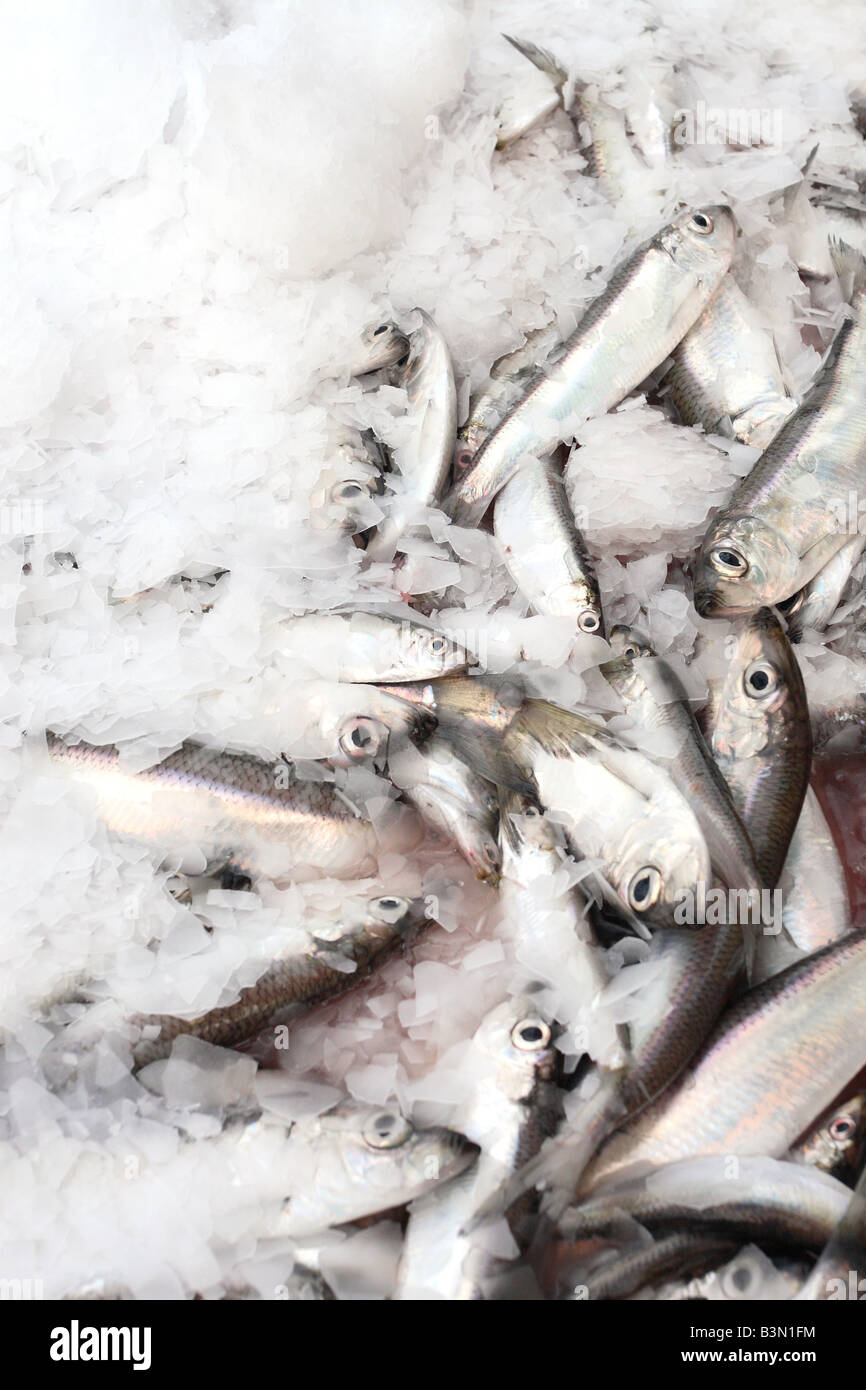 Il pesce fresco che vengono imballati con ghiaccio dopo essere stato scaricato al porto di pesca quayside Foto Stock