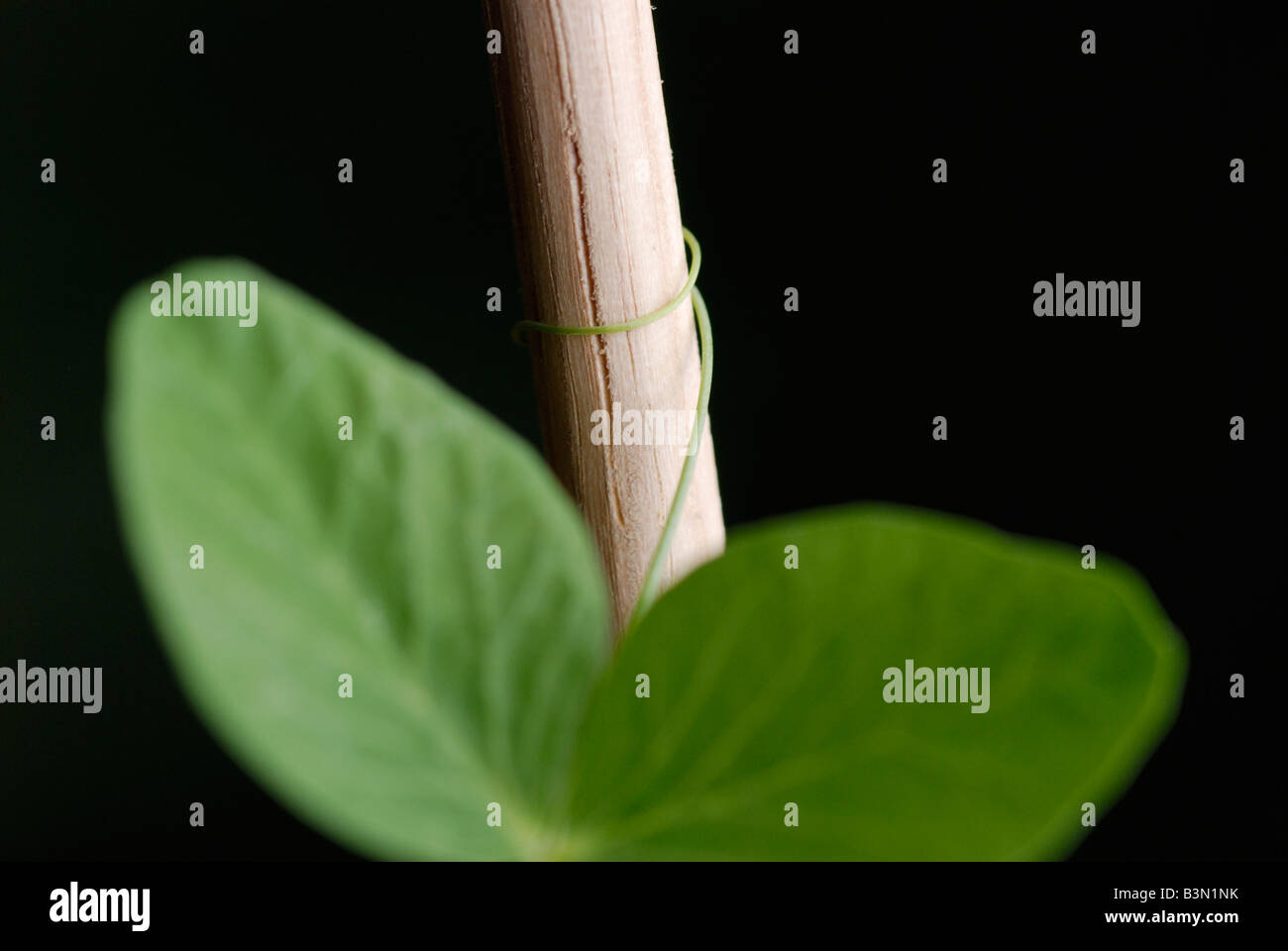 Pianta di pisello Pisum sativum viticcio cresce fuori e bobine intorno vicino ad un palo di legno Foto Stock