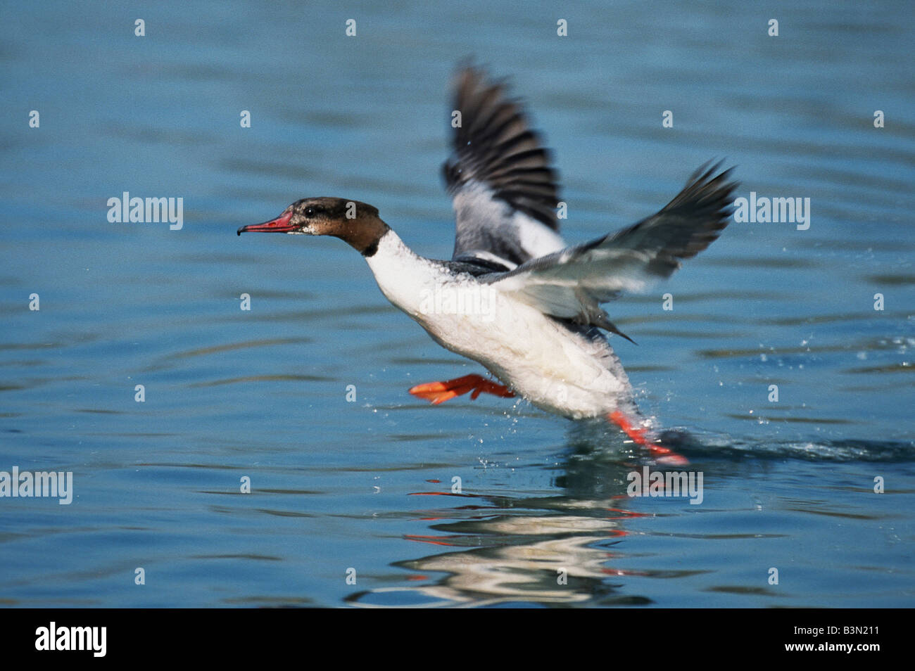 Common Merganser Mergus merganser maschio decollare Argau svizzera Foto Stock