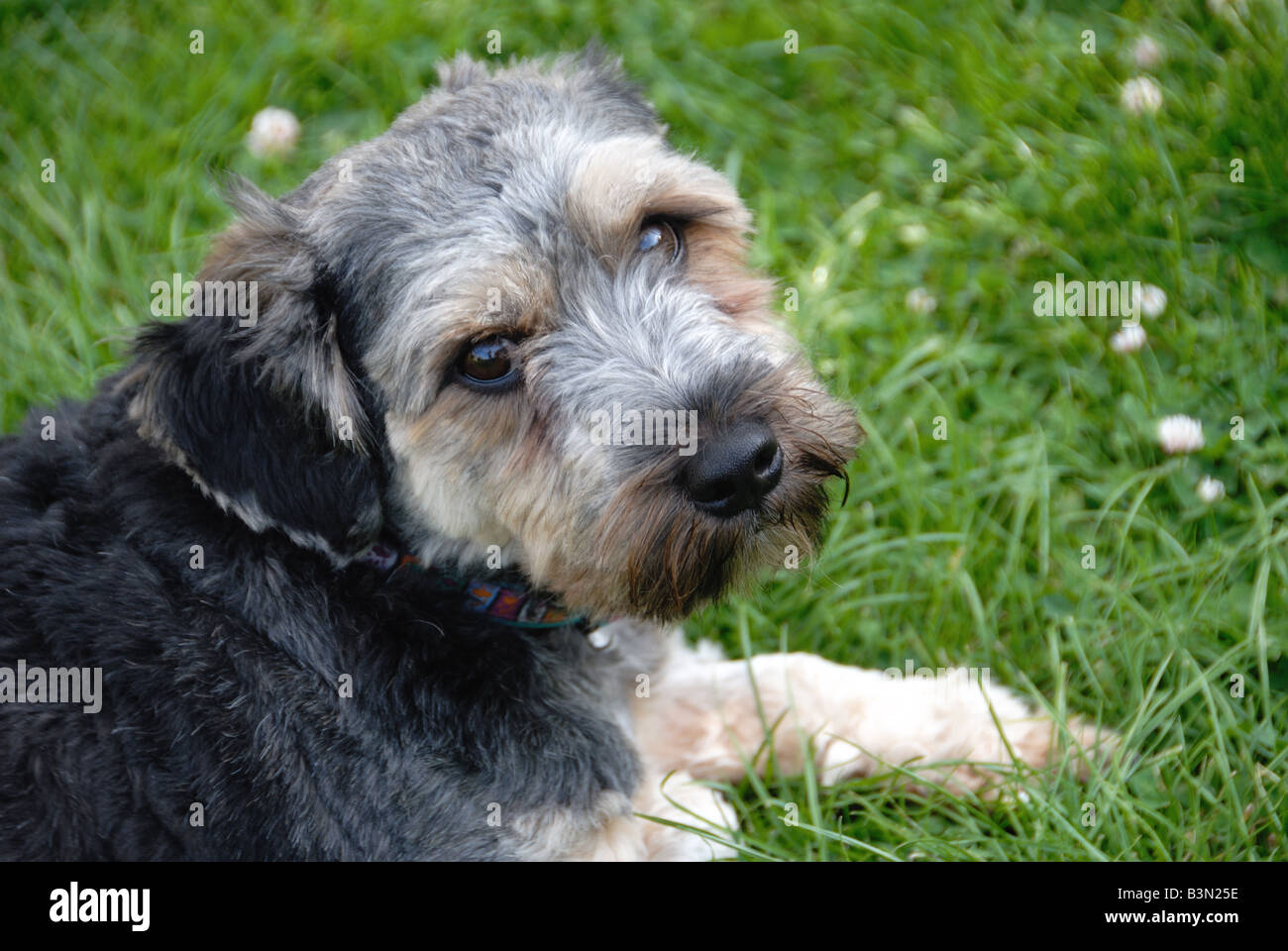 Yorkshire Terrier Foto Stock