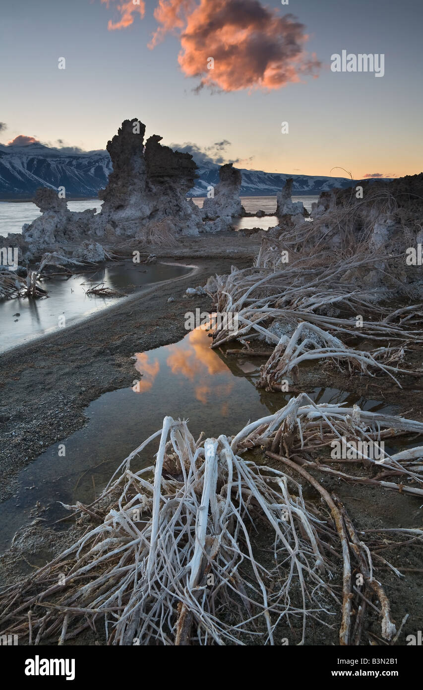 Impianti a secco il piombo in tufas del lago mono all'alba. Foto Stock