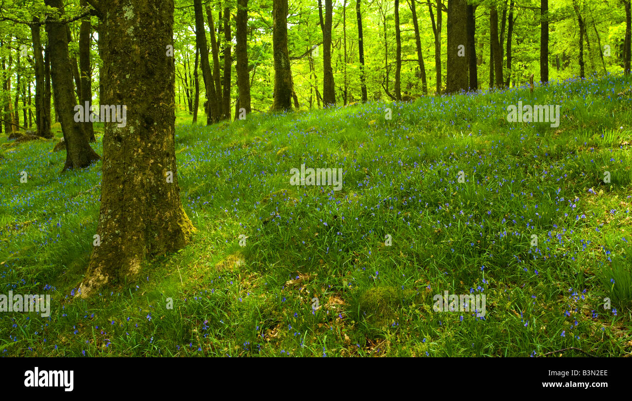 Inghilterra Cumbria Parco Nazionale del Distretto dei Laghi una coltre di fioritura Bluebells crescendo nel bosco in Dunnerdale foresta. Foto Stock