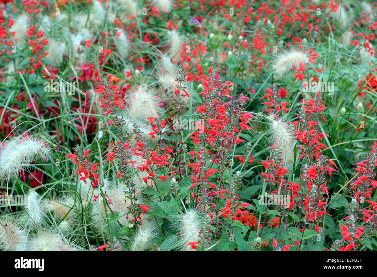 Omaggio COMUNALE IMPIANTI A AMBOISE VALLE DELLA LOIRA UTILIZZANDO PENNISETUM VILLOSUM NICOTIANA x sanderae Piante e salvia COCCINEA Foto Stock